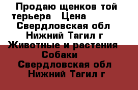 Продаю щенков той-терьера › Цена ­ 4 500 - Свердловская обл., Нижний Тагил г. Животные и растения » Собаки   . Свердловская обл.,Нижний Тагил г.